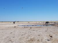 Tage Rundreise Namibia – Die Erlebnistour mit  Kalahari – Fish River-Canyon – Lüderitz – Namib – Swakopmund – Erongo Gebirge – Etosha Nationalpark – Windhoek (1593) &ndash; &copy; Benjamin Rodriguez Manzanares (Eberhardt TRAVEL)