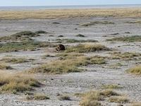 Tage Rundreise Namibia – Die Erlebnistour mit  Kalahari – Fish River-Canyon – Lüderitz – Namib – Swakopmund – Erongo Gebirge – Etosha Nationalpark – Windhoek (1630) &ndash; &copy; Benjamin Rodriguez Manzanares (Eberhardt TRAVEL)