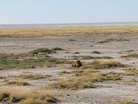 Tage Rundreise Namibia – Die Erlebnistour mit  Kalahari – Fish River-Canyon – Lüderitz – Namib – Swakopmund – Erongo Gebirge – Etosha Nationalpark – Windhoek (1633) &ndash; &copy; Benjamin Rodriguez Manzanares (Eberhardt TRAVEL)