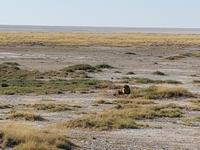 Tage Rundreise Namibia – Die Erlebnistour mit  Kalahari – Fish River-Canyon – Lüderitz – Namib – Swakopmund – Erongo Gebirge – Etosha Nationalpark – Windhoek (1641) &ndash; &copy; Benjamin Rodriguez Manzanares (Eberhardt TRAVEL)