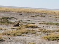 Tage Rundreise Namibia – Die Erlebnistour mit  Kalahari – Fish River-Canyon – Lüderitz – Namib – Swakopmund – Erongo Gebirge – Etosha Nationalpark – Windhoek (1648) &ndash; &copy; Benjamin Rodriguez Manzanares (Eberhardt TRAVEL)