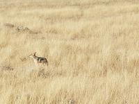 Tage Rundreise Namibia – Die Erlebnistour mit  Kalahari – Fish River-Canyon – Lüderitz – Namib – Swakopmund – Erongo Gebirge – Etosha Nationalpark – Windhoek (1657) &ndash; &copy; Benjamin Rodriguez Manzanares (Eberhardt TRAVEL)