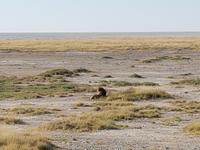 Tage Rundreise Namibia – Die Erlebnistour mit  Kalahari – Fish River-Canyon – Lüderitz – Namib – Swakopmund – Erongo Gebirge – Etosha Nationalpark – Windhoek (1659) &ndash; &copy; Benjamin Rodriguez Manzanares (Eberhardt TRAVEL)