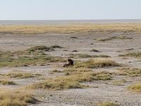 Tage Rundreise Namibia – Die Erlebnistour mit  Kalahari – Fish River-Canyon – Lüderitz – Namib – Swakopmund – Erongo Gebirge – Etosha Nationalpark – Windhoek (1660) &ndash; &copy; Benjamin Rodriguez Manzanares (Eberhardt TRAVEL)