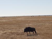 Tage Rundreise Namibia – Die Erlebnistour mit  Kalahari – Fish River-Canyon – Lüderitz – Namib – Swakopmund – Erongo Gebirge – Etosha Nationalpark – Windhoek (1668) &ndash; &copy; Benjamin Rodriguez Manzanares (Eberhardt TRAVEL)