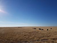 Tage Rundreise Namibia – Die Erlebnistour mit  Kalahari – Fish River-Canyon – Lüderitz – Namib – Swakopmund – Erongo Gebirge – Etosha Nationalpark – Windhoek (1678) &ndash; &copy; Benjamin Rodriguez Manzanares (Eberhardt TRAVEL)