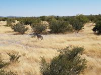 Tage Rundreise Namibia – Die Erlebnistour mit  Kalahari – Fish River-Canyon – Lüderitz – Namib – Swakopmund – Erongo Gebirge – Etosha Nationalpark – Windhoek (1806) &ndash; &copy; Benjamin Rodriguez Manzanares (Eberhardt TRAVEL)