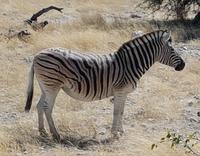 Tage Rundreise Namibia – Die Erlebnistour mit  Kalahari – Fish River-Canyon – Lüderitz – Namib – Swakopmund – Erongo Gebirge – Etosha Nationalpark – Windhoek (1825) &ndash; &copy; Benjamin Rodriguez Manzanares (Eberhardt TRAVEL)