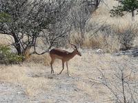 Tage Rundreise Namibia – Die Erlebnistour mit  Kalahari – Fish River-Canyon – Lüderitz – Namib – Swakopmund – Erongo Gebirge – Etosha Nationalpark – Windhoek (1829) &ndash; &copy; Benjamin Rodriguez Manzanares (Eberhardt TRAVEL)