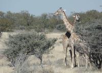 Tage Rundreise Namibia – Die Erlebnistour mit  Kalahari – Fish River-Canyon – Lüderitz – Namib – Swakopmund – Erongo Gebirge – Etosha Nationalpark – Windhoek (1849) &ndash; &copy; Benjamin Rodriguez Manzanares (Eberhardt TRAVEL)