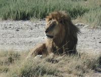 Tage Rundreise Namibia – Die Erlebnistour mit  Kalahari – Fish River-Canyon – Lüderitz – Namib – Swakopmund – Erongo Gebirge – Etosha Nationalpark – Windhoek (1856) &ndash; &copy; Benjamin Rodriguez Manzanares (Eberhardt TRAVEL)
