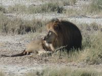 Tage Rundreise Namibia – Die Erlebnistour mit  Kalahari – Fish River-Canyon – Lüderitz – Namib – Swakopmund – Erongo Gebirge – Etosha Nationalpark – Windhoek (1859) &ndash; &copy; Benjamin Rodriguez Manzanares (Eberhardt TRAVEL)