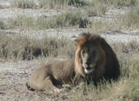Tage Rundreise Namibia – Die Erlebnistour mit  Kalahari – Fish River-Canyon – Lüderitz – Namib – Swakopmund – Erongo Gebirge – Etosha Nationalpark – Windhoek (1862) &ndash; &copy; Benjamin Rodriguez Manzanares (Eberhardt TRAVEL)