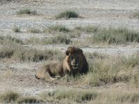 Tage Rundreise Namibia – Die Erlebnistour mit  Kalahari – Fish River-Canyon – Lüderitz – Namib – Swakopmund – Erongo Gebirge – Etosha Nationalpark – Windhoek (1864) &ndash; &copy; Benjamin Rodriguez Manzanares (Eberhardt TRAVEL)