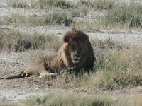 Tage Rundreise Namibia – Die Erlebnistour mit  Kalahari – Fish River-Canyon – Lüderitz – Namib – Swakopmund – Erongo Gebirge – Etosha Nationalpark – Windhoek (1866) &ndash; &copy; Benjamin Rodriguez Manzanares (Eberhardt TRAVEL)