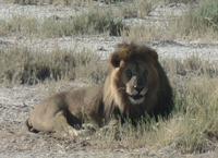 Tage Rundreise Namibia – Die Erlebnistour mit  Kalahari – Fish River-Canyon – Lüderitz – Namib – Swakopmund – Erongo Gebirge – Etosha Nationalpark – Windhoek (1868) &ndash; &copy; Benjamin Rodriguez Manzanares (Eberhardt TRAVEL)