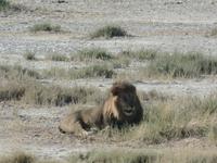 Tage Rundreise Namibia – Die Erlebnistour mit  Kalahari – Fish River-Canyon – Lüderitz – Namib – Swakopmund – Erongo Gebirge – Etosha Nationalpark – Windhoek (1871) &ndash; &copy; Benjamin Rodriguez Manzanares (Eberhardt TRAVEL)