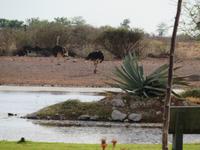 Lapa Lange Strauße am Wasserloch