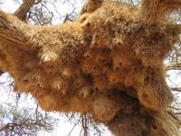 Webervogelnest &ndash; &copy; Kathrin Mickan (Eberhardt TRAVEL)