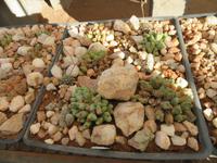 Lithops &ndash; &copy; Kathrin Mickan (Eberhardt TRAVEL)