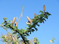 Kerzenbaum &ndash; &copy; Kathrin Mickan (Eberhardt TRAVEL)