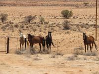 Wildpferde &ndash; &copy; Kathrin Mickan (Eberhardt TRAVEL)
