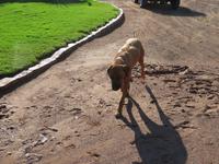 Farmhund Nala &ndash; &copy; Kathrin Mickan (Eberhardt TRAVEL)
