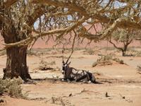 ... Oryx unterm Baum &ndash; &copy; Kathrin Mickan (Eberhardt TRAVEL)