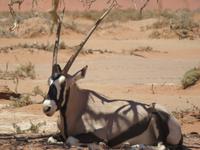 Oryx schaut beim Picknick zu &ndash; &copy; Kathrin Mickan (Eberhardt TRAVEL)