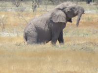 Etoscha müder Elefant &ndash; &copy; Kathrin Mickan (Eberhardt TRAVEL)