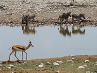 Etoscha Wasserloch &ndash; &copy; Kathrin Mickan (Eberhardt TRAVEL)