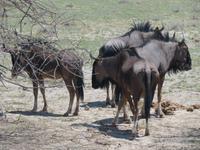 Etoscha Gnu &ndash; &copy; Kathrin Mickan (Eberhardt TRAVEL)