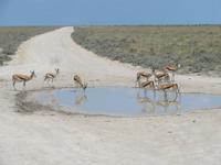 Etoscha &ndash; &copy; Kathrin Mickan (Eberhardt TRAVEL)