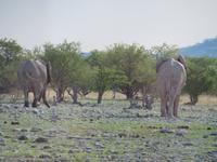 Elefanten von hinten &ndash; &copy; Kathrin Mickan (Eberhardt TRAVEL)