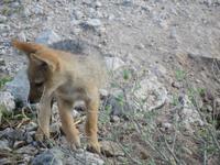 Etoscha Schakalbaby &ndash; &copy; Kathrin Mickan (Eberhardt TRAVEL)