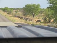 Etoscha &ndash; &copy; Kathrin Mickan (Eberhardt TRAVEL)