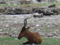 Etoscha &ndash; &copy; Kathrin Mickan (Eberhardt TRAVEL)