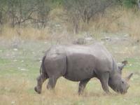 Etoscha Nashorn &ndash; &copy; Kathrin Mickan (Eberhardt TRAVEL)