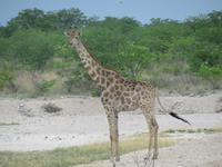 Giraffe was guckt Ihr &ndash; &copy; Kathrin Mickan (Eberhardt TRAVEL)