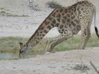 Giraffe beim trinken &ndash; &copy; Kathrin Mickan (Eberhardt TRAVEL)