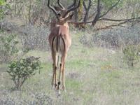Springbock von hinten &ndash; &copy; Kathrin Mickan (Eberhardt TRAVEL)