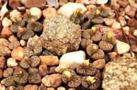 Lithops = Lebende Steine &ndash; &copy; Annett Müller (Eberhardt TRAVEL)