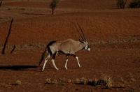 Namib Desert Lodge - Oryx &ndash; &copy; Annett Müller (Eberhardt TRAVEL)