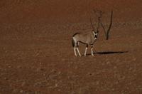 Namib Desert Lodge - Oryx &ndash; &copy; Annett Müller (Eberhardt TRAVEL)