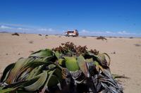 Welwitschia Drive &ndash; &copy; Annett Müller (Eberhardt TRAVEL)