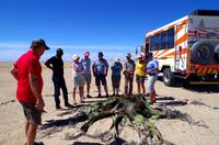 Welwitschia Drive - Botanikerin Konny erklärt &ndash; &copy; Annett Müller (Eberhardt TRAVEL)