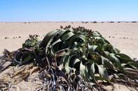 Welwitschia mirabilis - weiblich &ndash; &copy; Annett Müller (Eberhardt TRAVEL)
