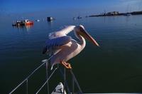 Walvis Bay - Lagunenfahrt - Pelikan &ndash; &copy; Annett Müller (Eberhardt TRAVEL)