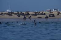 Walvis Bay - Lagunenfahrt &ndash; &copy; Annett Müller (Eberhardt TRAVEL)