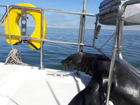 Walvis Bay - Lagunenfahrt - blinder Passagier an Bord &ndash; &copy; Annett Müller (Eberhardt TRAVEL)